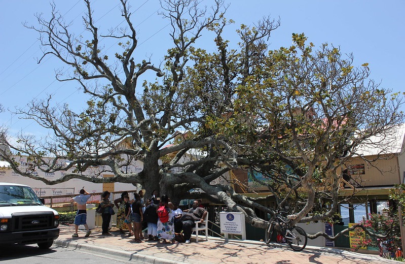 magnolia tree in florida