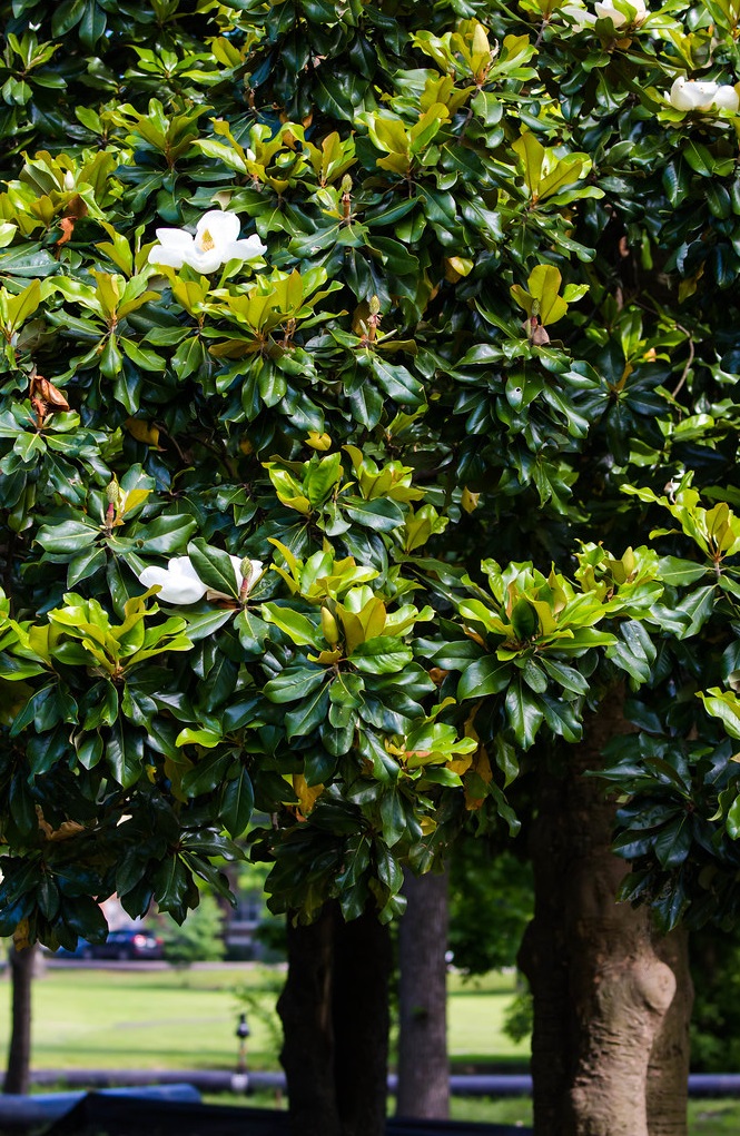 southern magnolia
