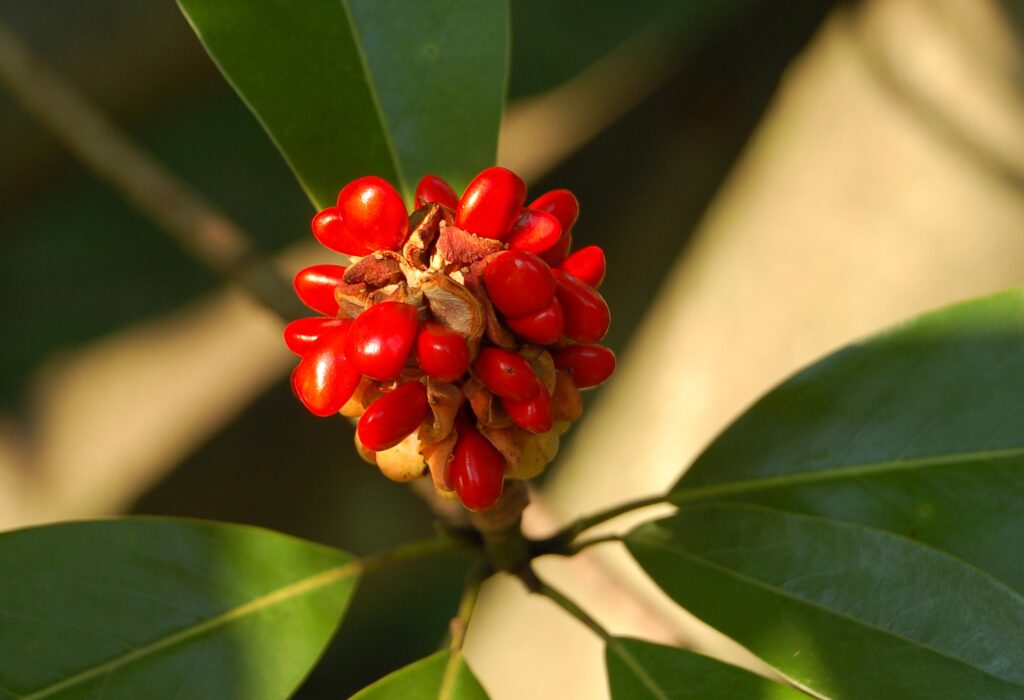 Magnolia_virginiana_fruit