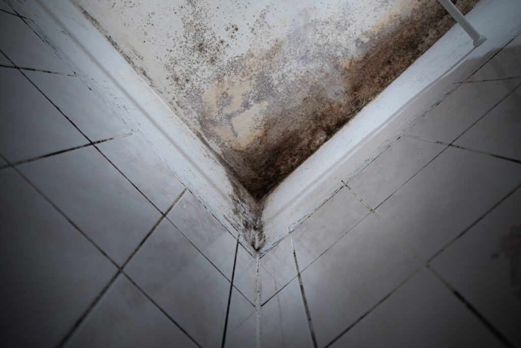 damp on walls