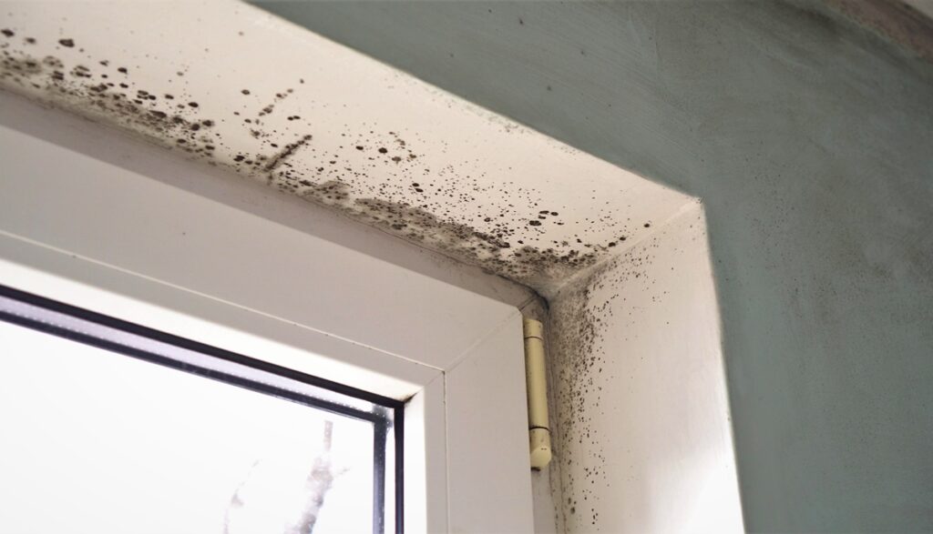 damp in the attic