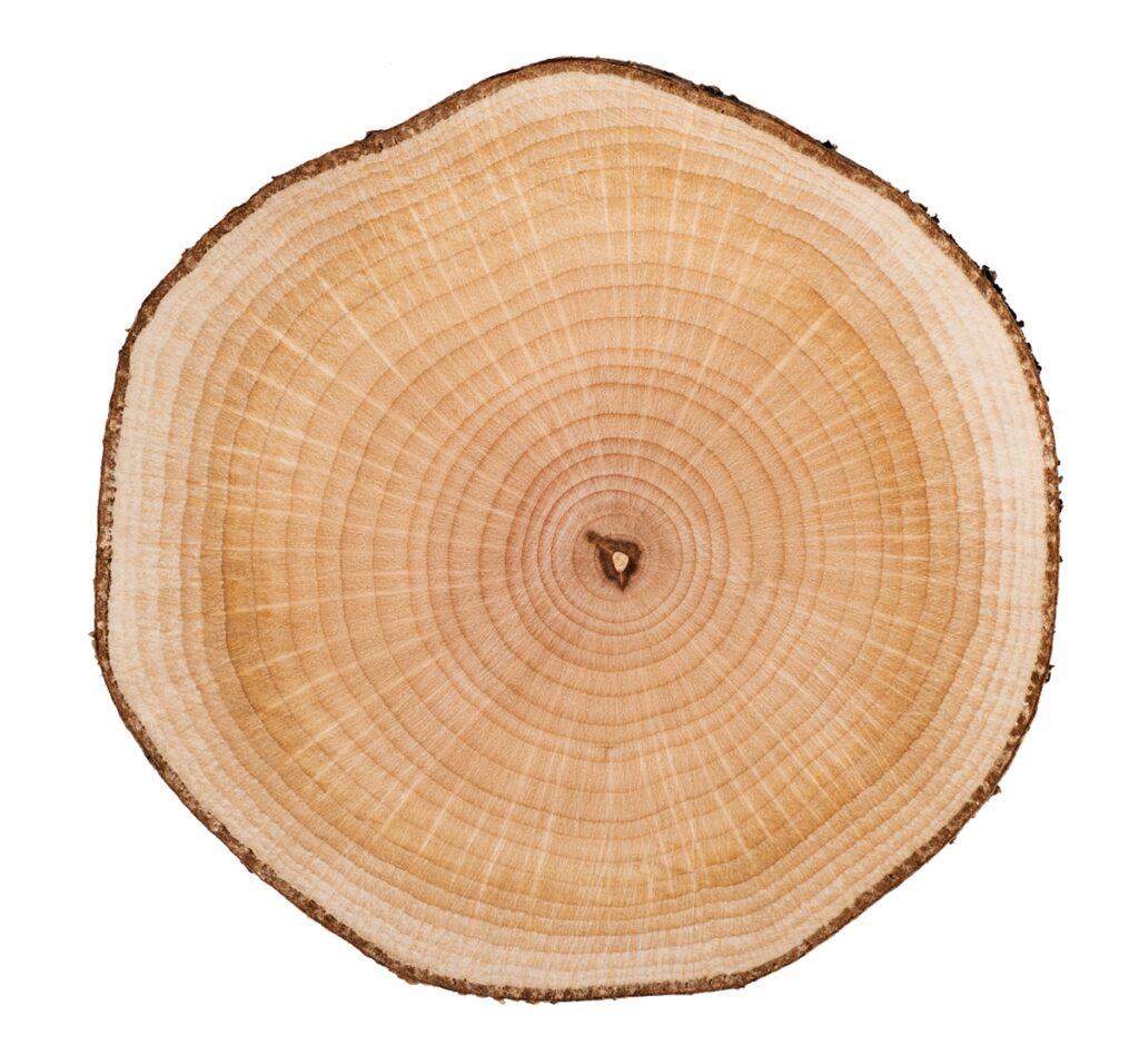 hazel wood for walking stick
