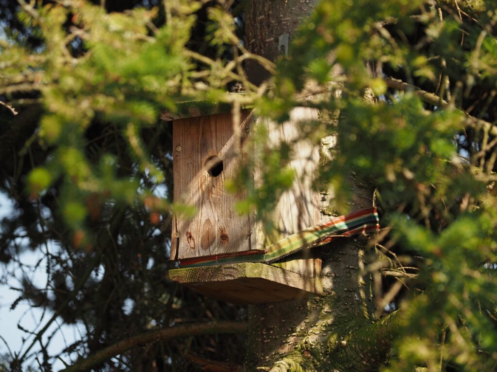 using fir to make a birdhouse