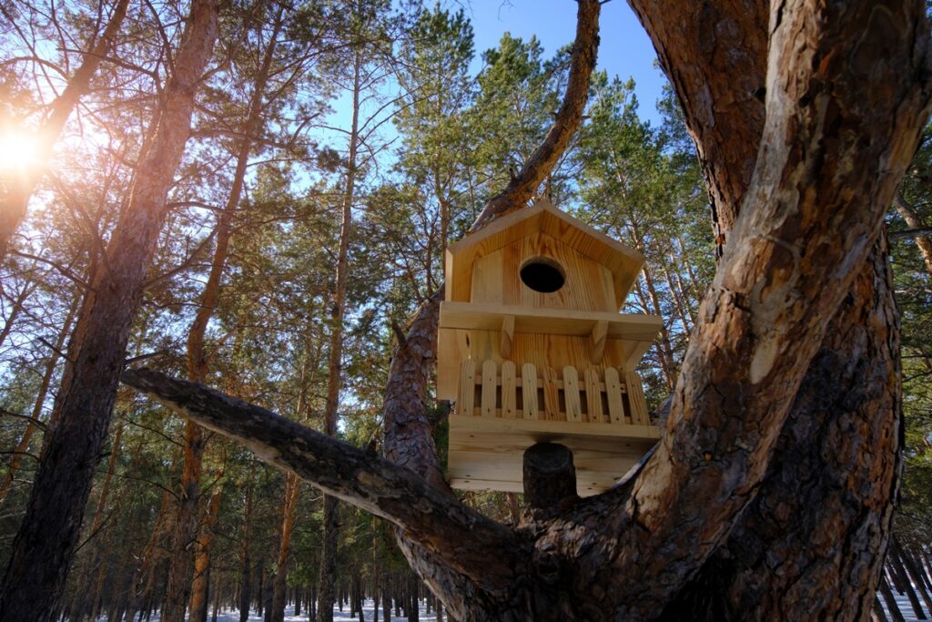 using pine for a birdhouse