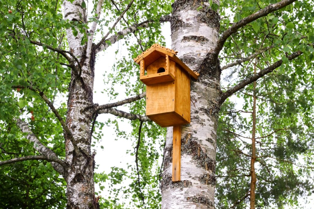 using teak to build a birdhouse