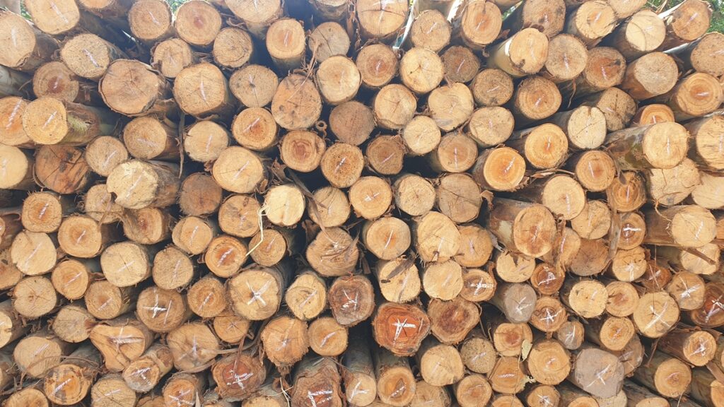 best exotic wood for woodworking