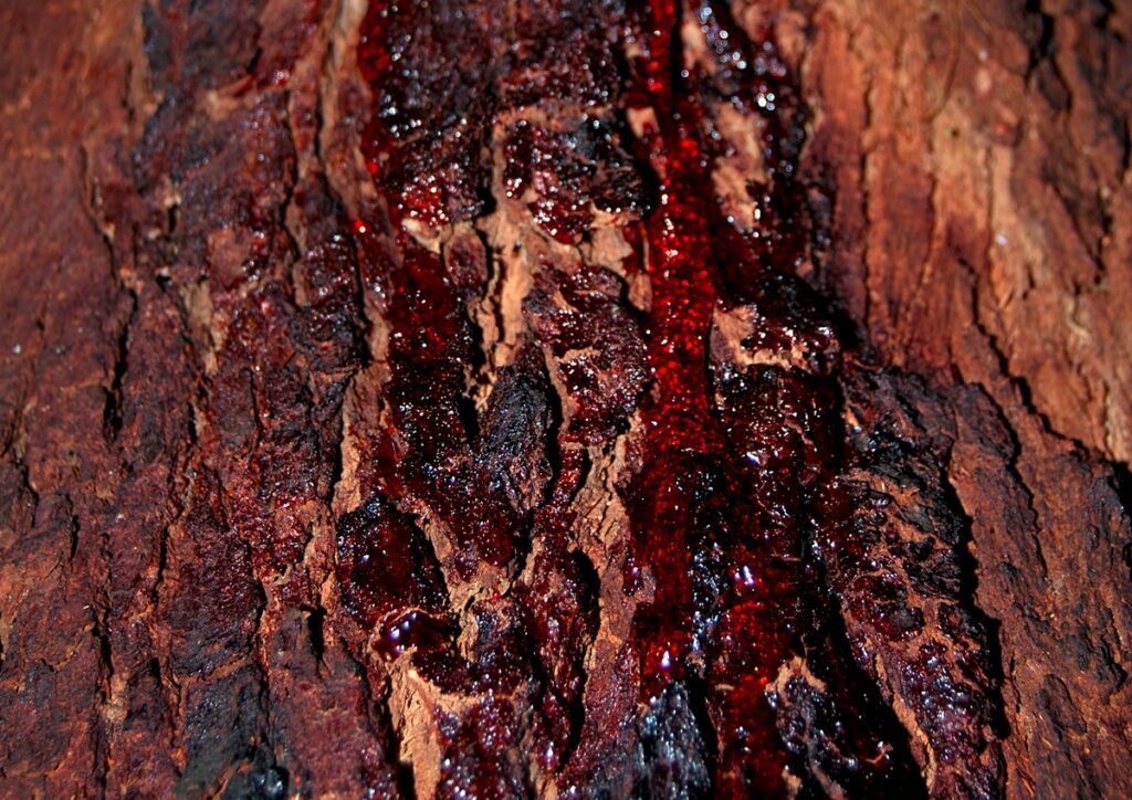bloodwood exotic wood for woodworking