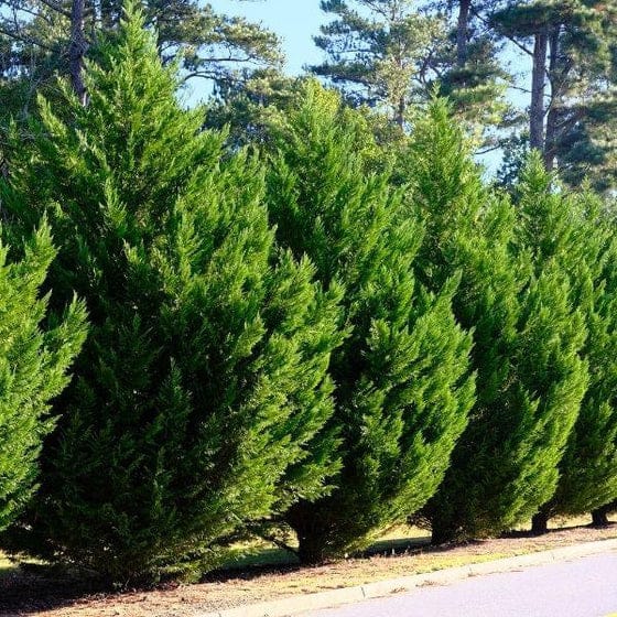 trees for privacy