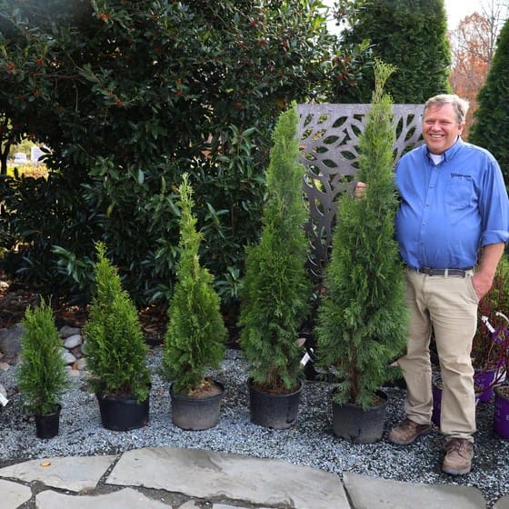 Emerald Green Arborvitae