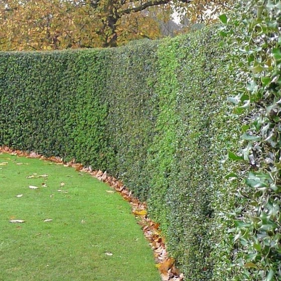 using american holly