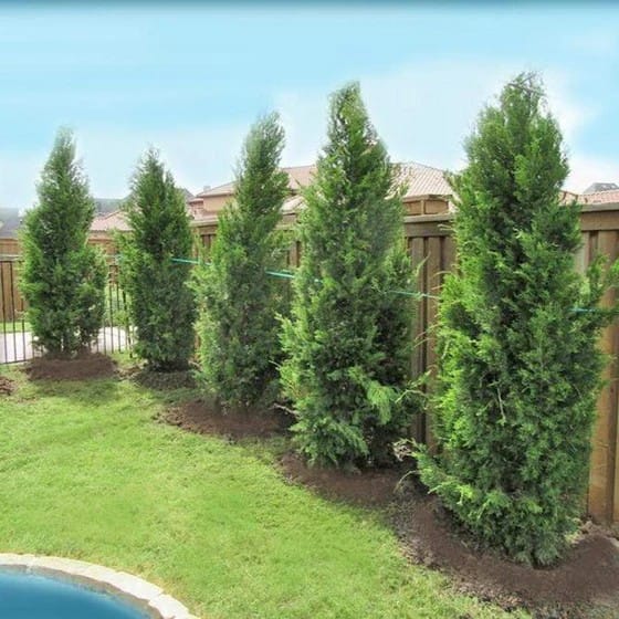 Juniperus virginiana