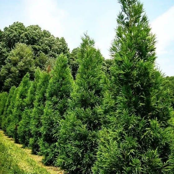 Cryptomeria japonica 'Radicans'
