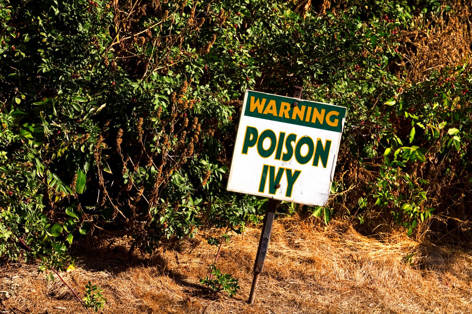 Poison Ivy