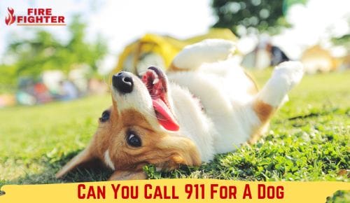 Can You Call 911 For A Dog