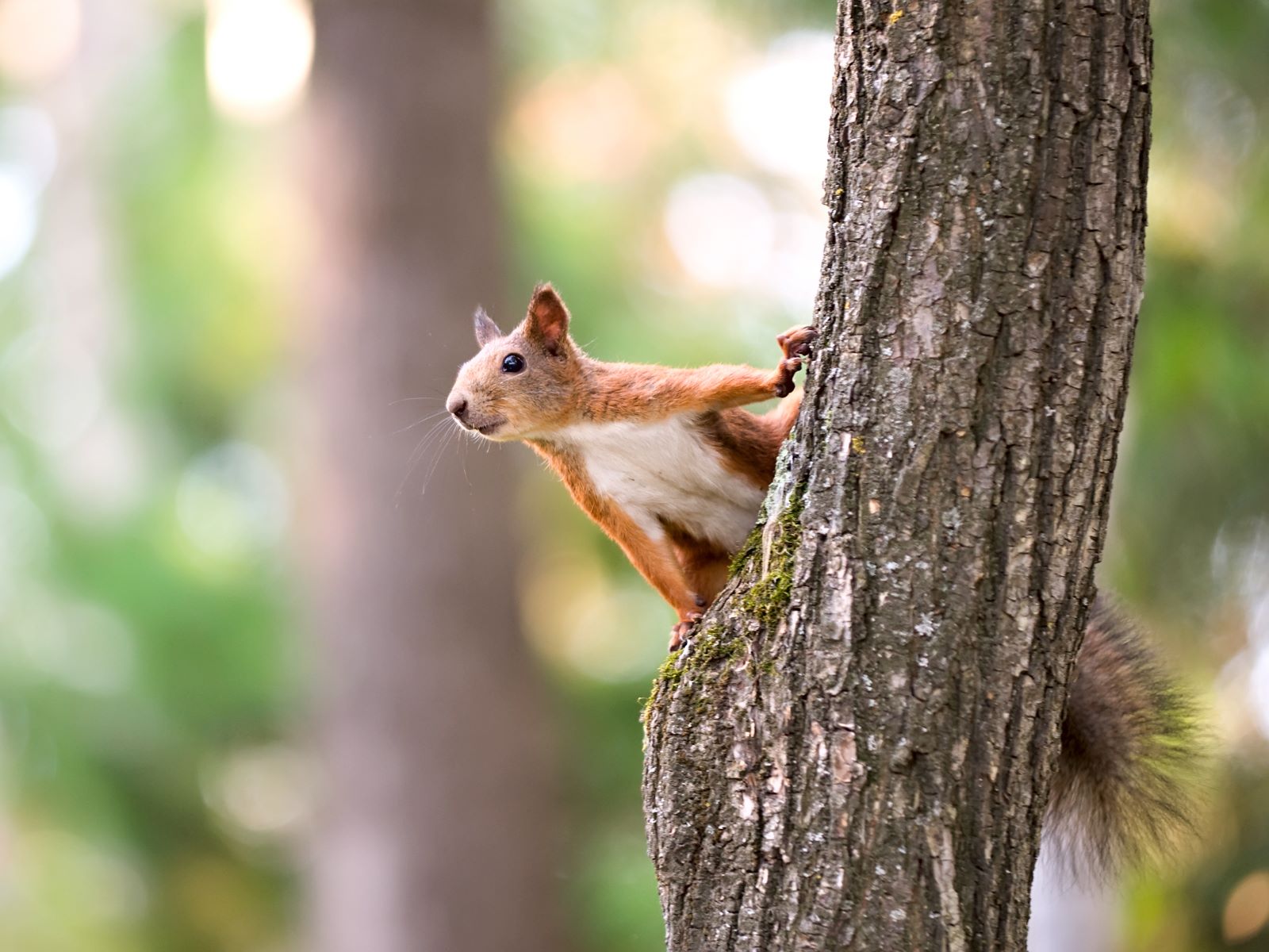 Squirrel