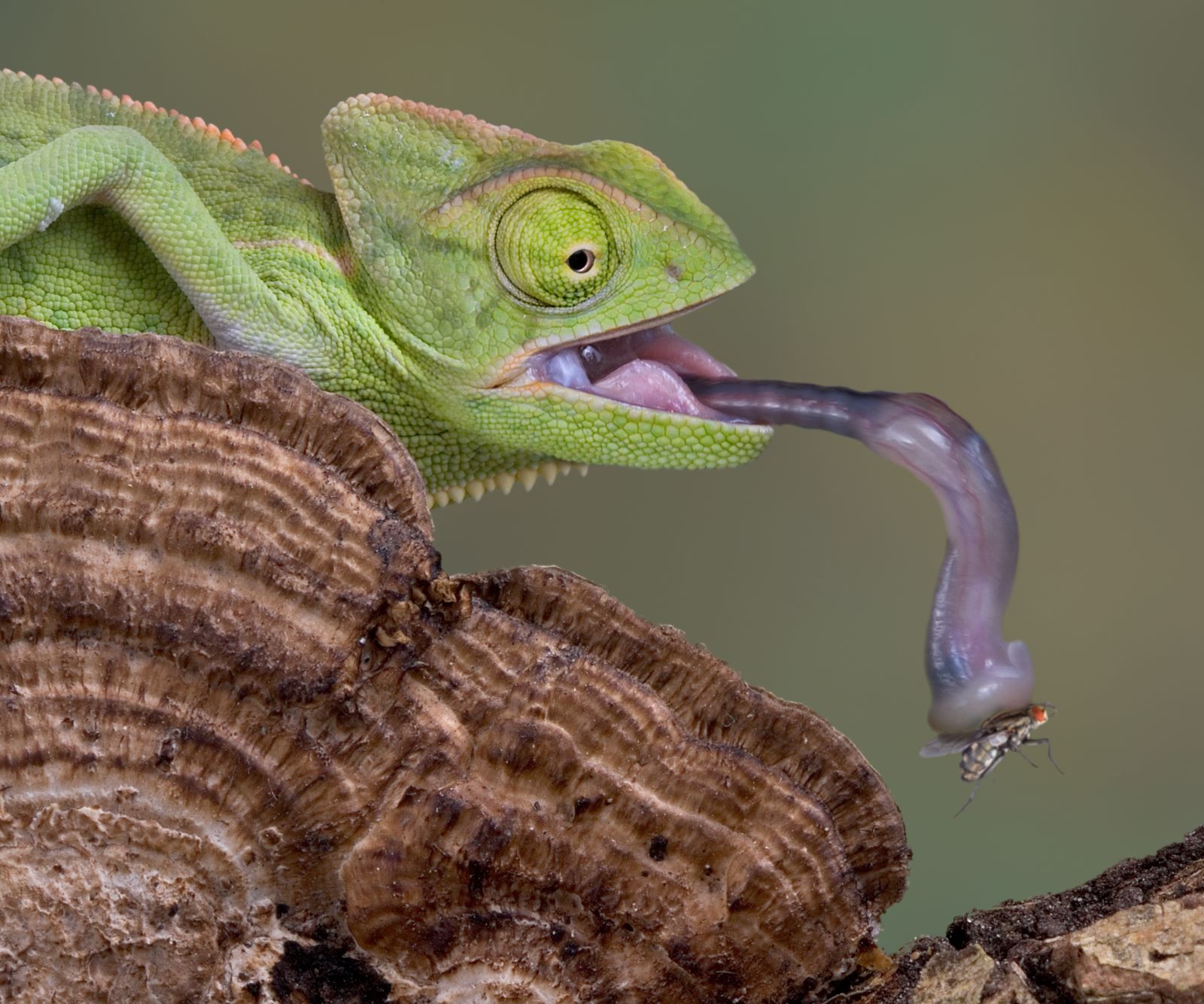 Chameleon