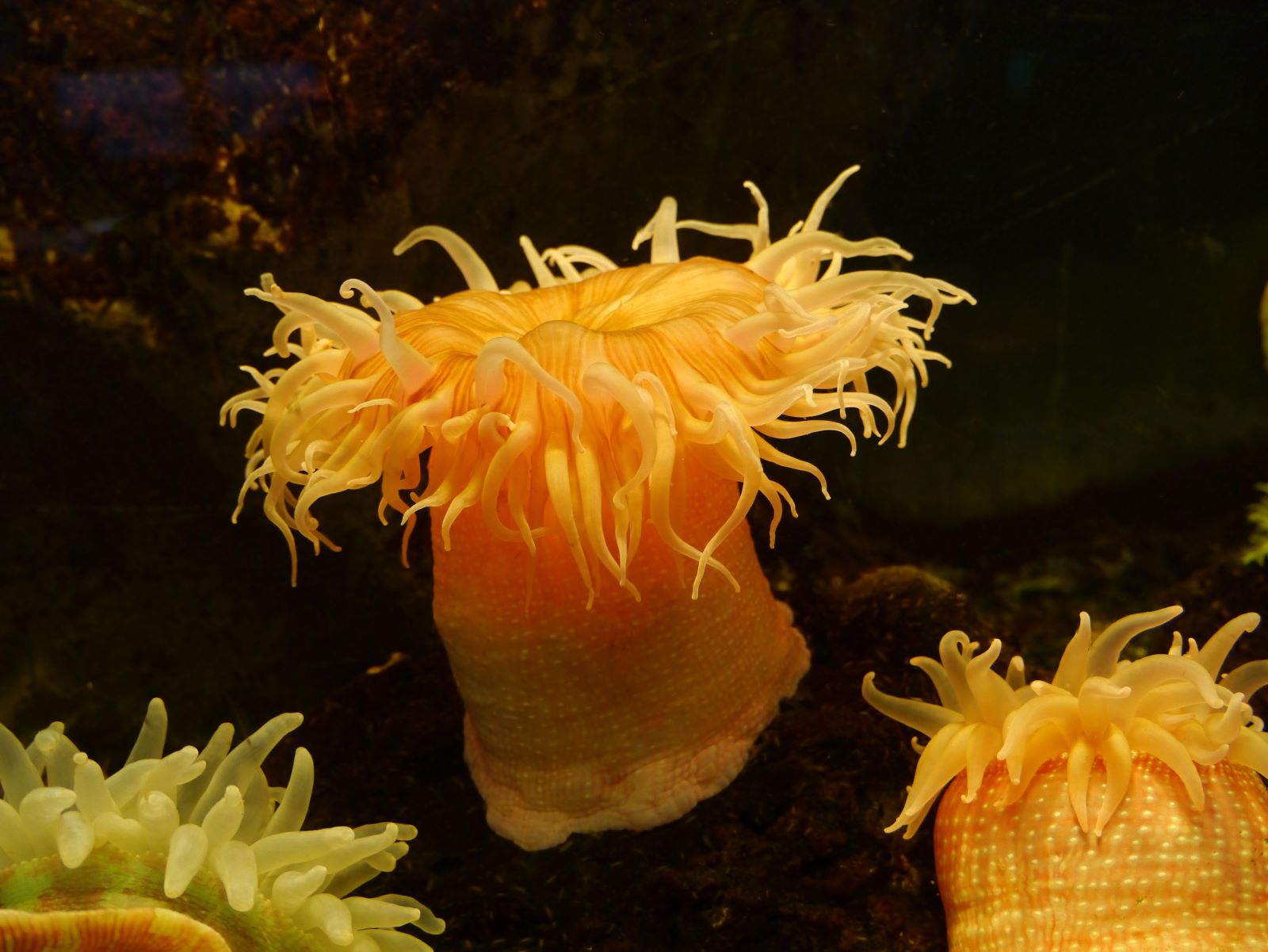 Anemone