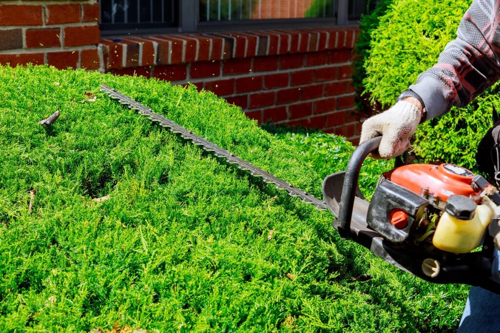 hedge trimmer garden