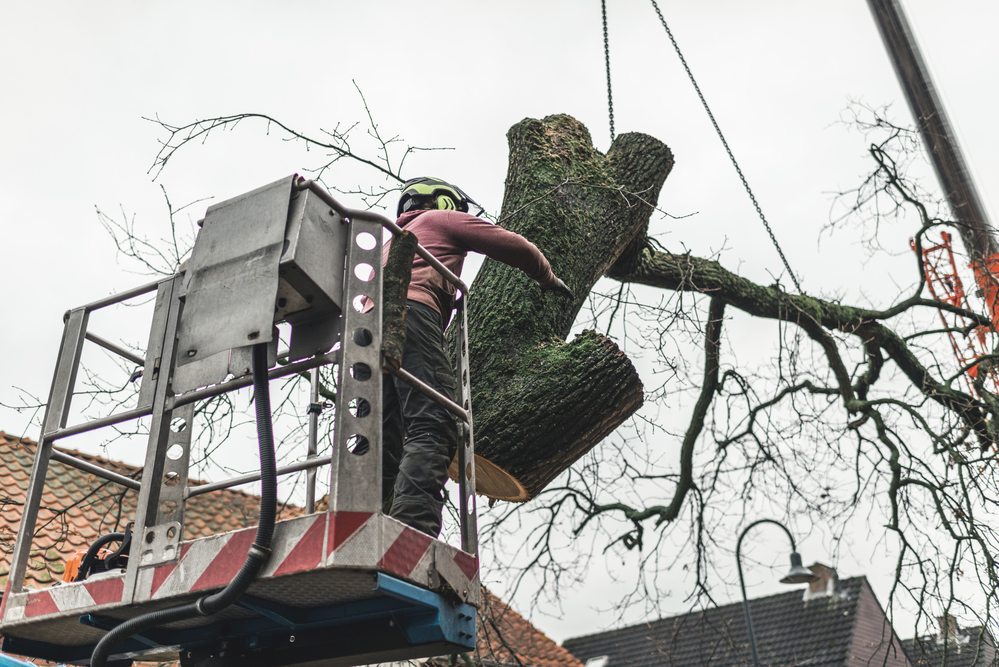 Reasons for Cutting Down a Tree