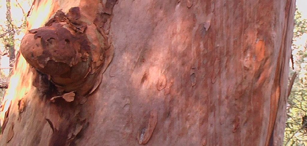 How to Identify Bloodwood