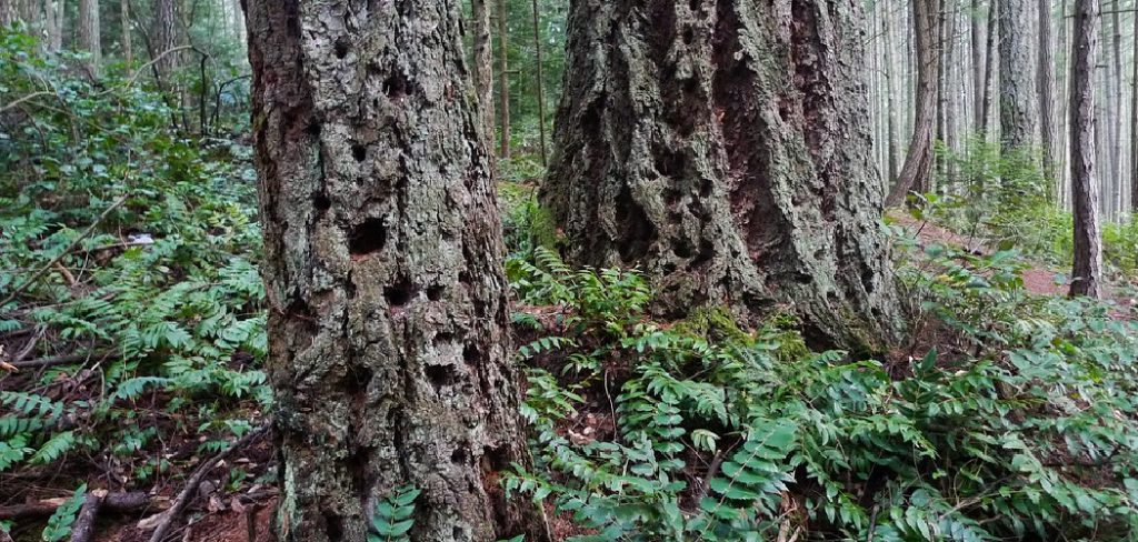 How to Whitewash Douglas Fir Wood
