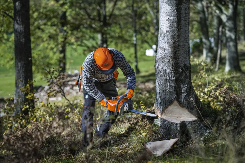 cutting down tree