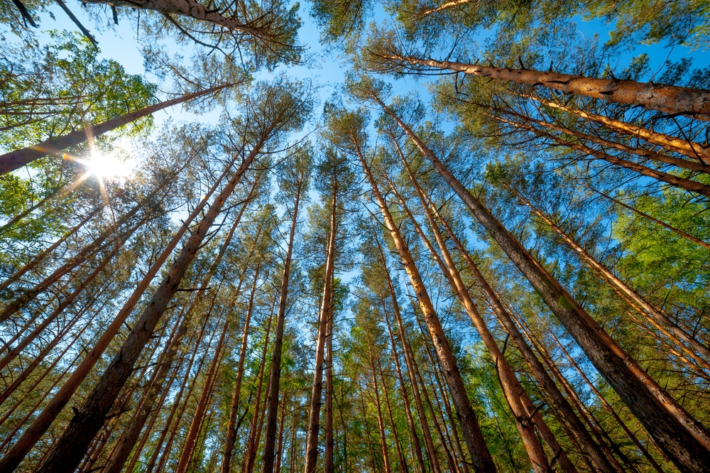 Pine or Poplar