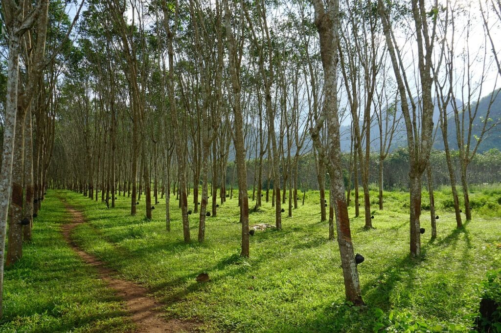 Disadvantages of Rubberwood