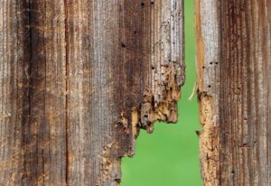 Image of a rotting wood . But, Does Pressure Treated Wood Rot?