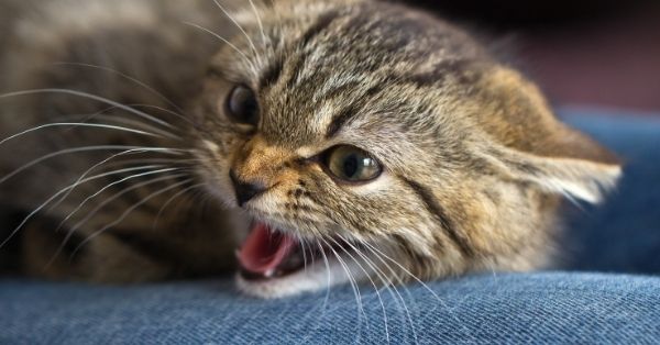 cat predator