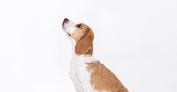 dog staring
