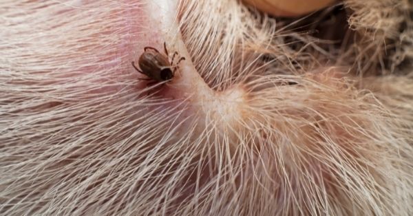 dog tick