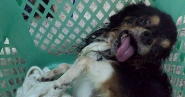 dog seizure