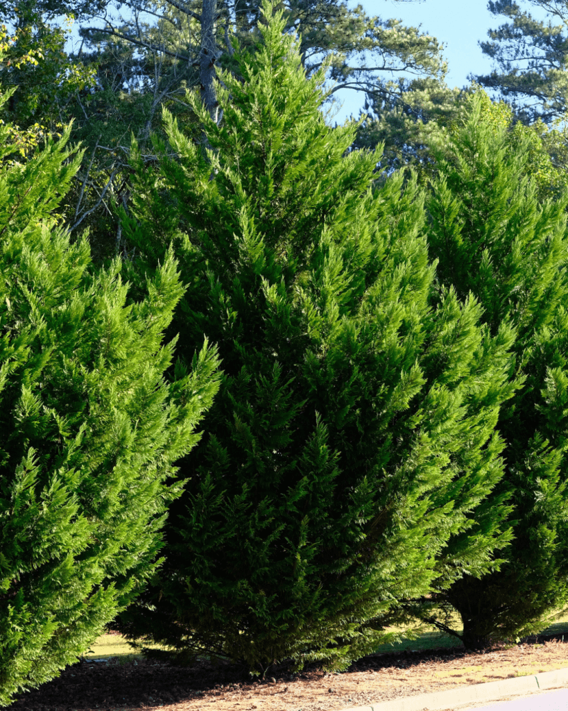 problems with leyland trees