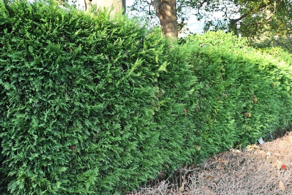 hedge
