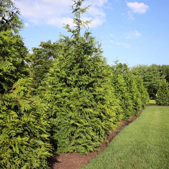 Thuja Green Giant